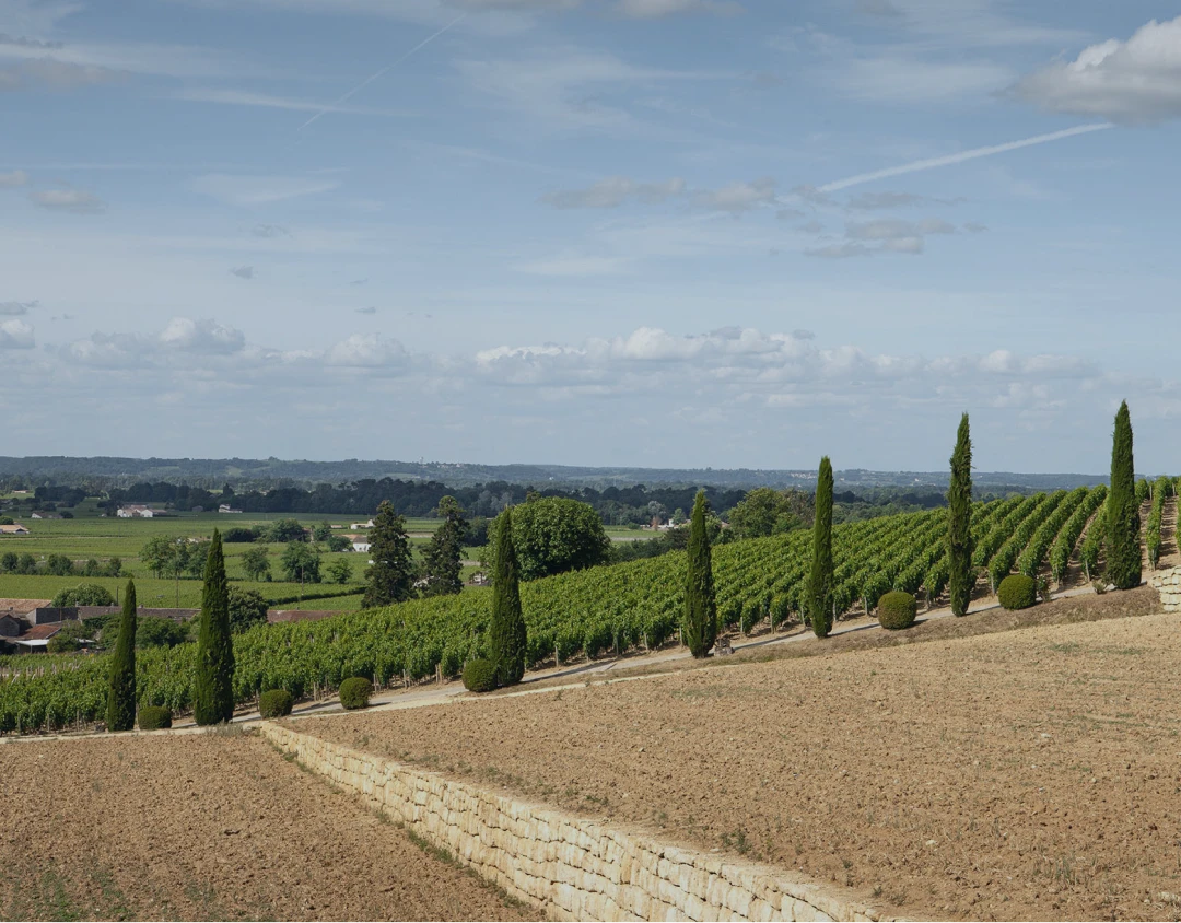 Future Profitability and Viability of a Vineyard in France